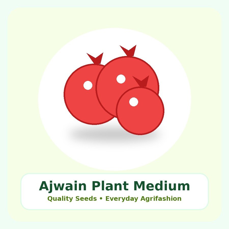 Ajwain Plant Medium Plant