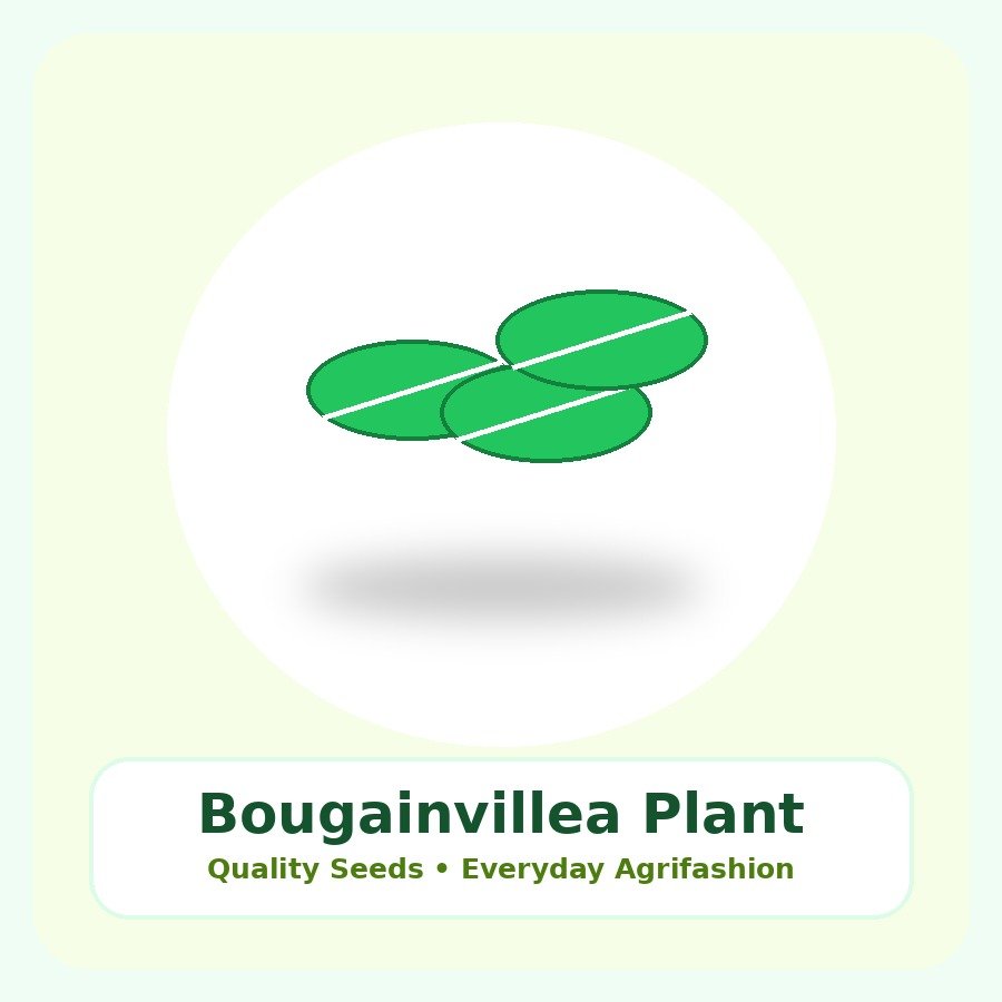 Bougainvillea Premium Plant