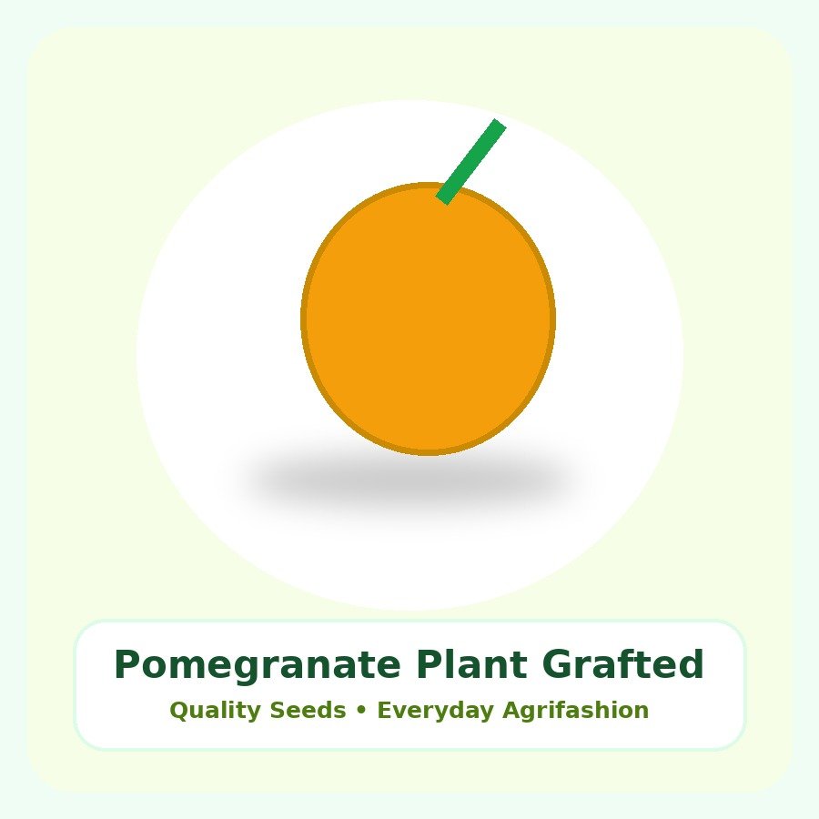Pomegranate Plant Grafted Plant