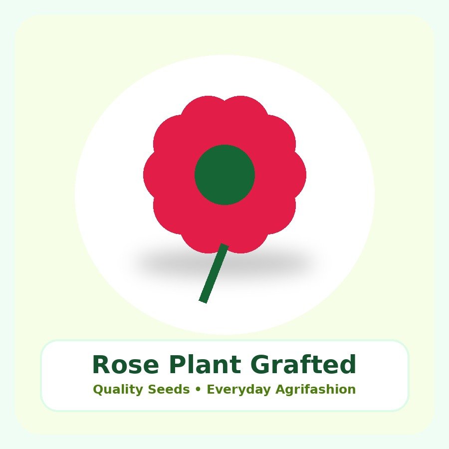 Rose Plant Grafted Plant