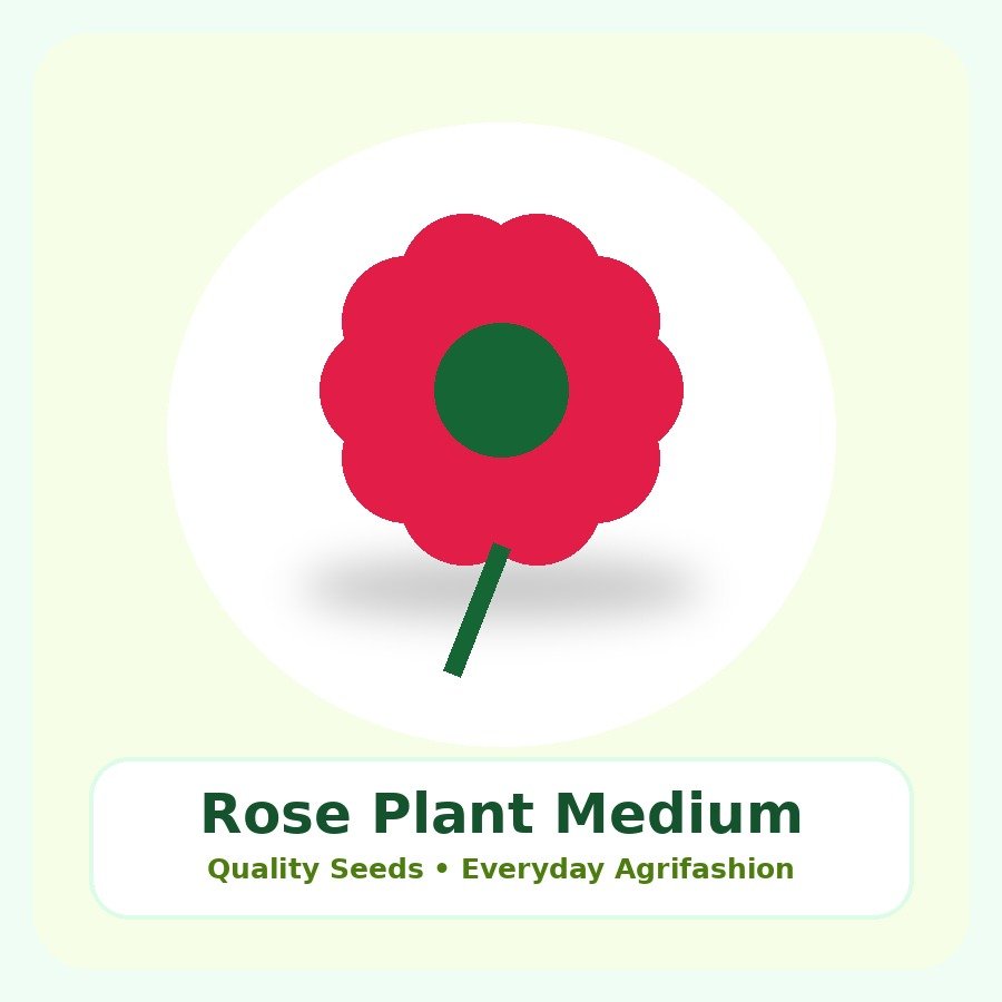 Rose Plant Medium Plant